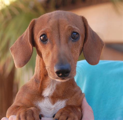 Linus, an adorable Dachshund puppy, debuts for adoption today at Nevada ...