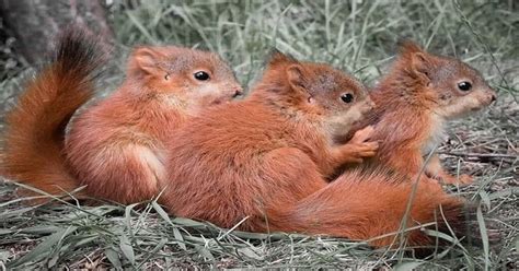 squirrel life cycle learn  nature
