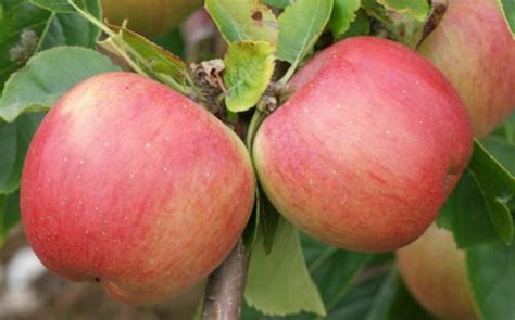 Florina apple trees for sale