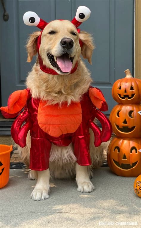 cutest dog halloween costumes  tips  choosing