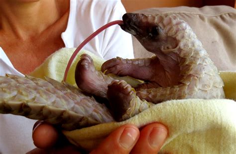Pangolin conservationn