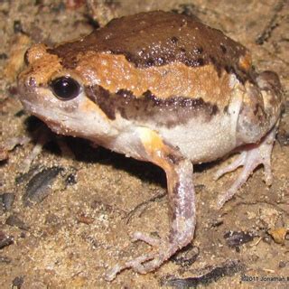 frog southern science supply