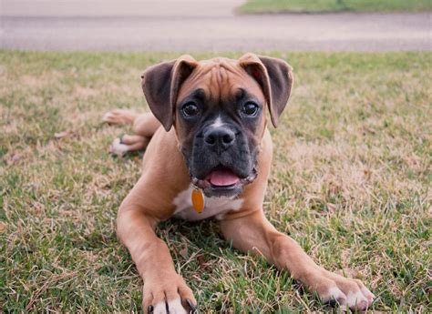 top   dogs  families wwwinf inetcom