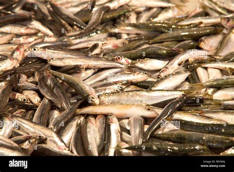 fish  res stock photography  images alamy