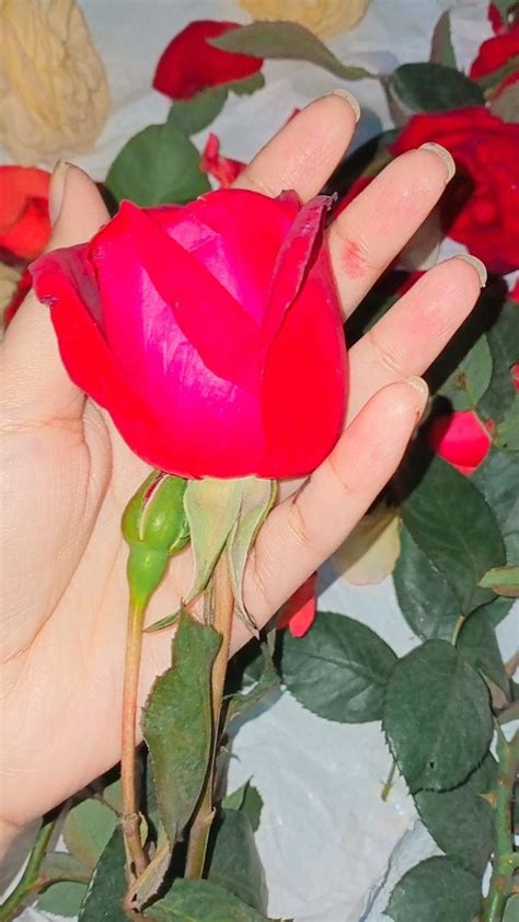 Romantic Hand Holding a Red Rose