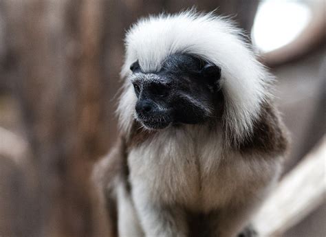 9 Different Types of Monkeys (2025) | Animal Start