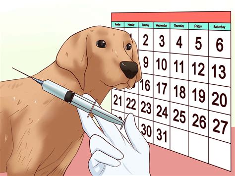 how to give a dog a vaccine