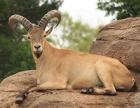 ASIATIC IBEX LIFE EXPECTANCY