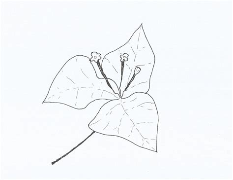 buganvilias flower 4
