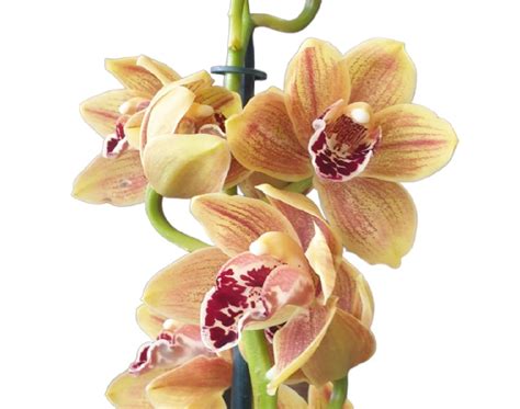 Orchid Cymbidium 14 Bronze | The Garden Feast