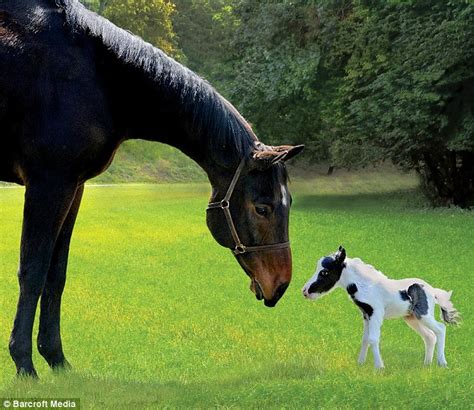 Most Amazing Facts: Meet the World’s Smallest Horse: