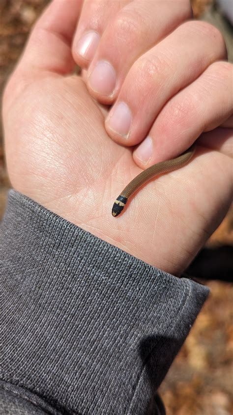 Accidentally got one of the rarest snakes in va when looking for one of