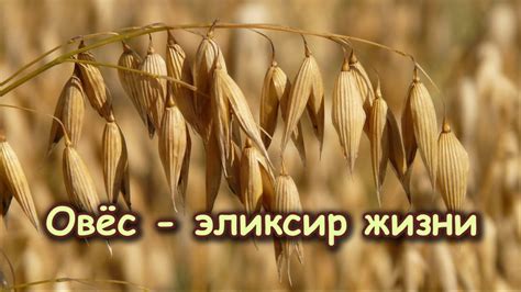 ОВЁС - ЭЛИКСИР ЖИЗНИ! - YouTube