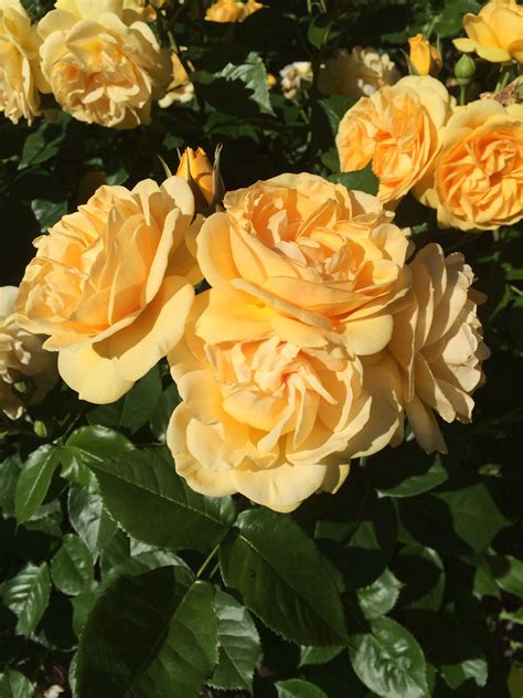 Amber flower carpet procumbent rose – Artofit