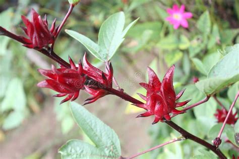 Red rosella flower. stock image. Image of flower, fruit - 27449549