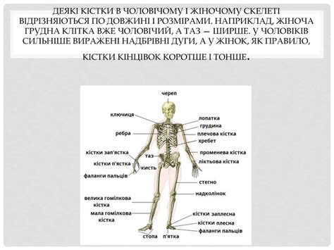 Презентація на тему "Будова скелета людини"