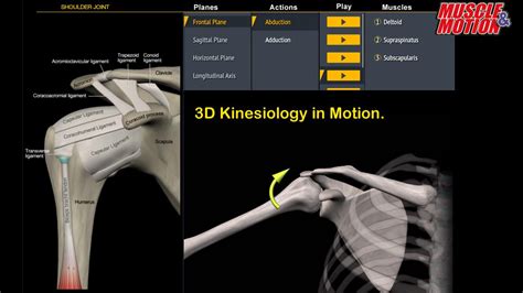 muscle  motion anatomy android apps  google play