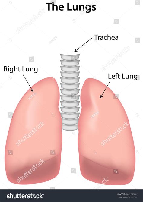 Label The Lungs Diagram