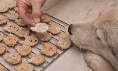 Blue Buffalo All-Natural Dog Treats: The Best Options - A-Z Animals