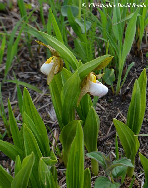 Cypripedium candidum | Illinois Botanizer
