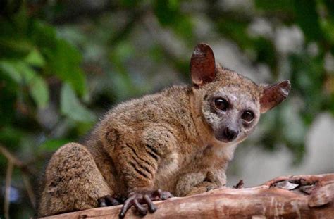 Lesser Bushbaby: Description, Profile, Facts, Range, Diet - Primates Park