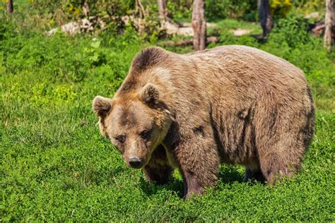 15 Facts about Brown Bears - Diet, Weight, Longevity & More | Facts.net