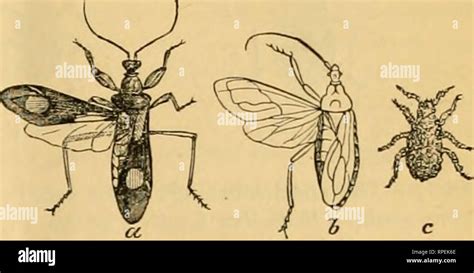 Chigoe flea hi-res stock photography and images - Alamy