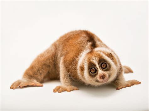 Cute Slow Loris Wallpaper