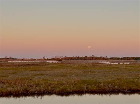 8 Invasive Animals You Didn’t Know Were Invasive