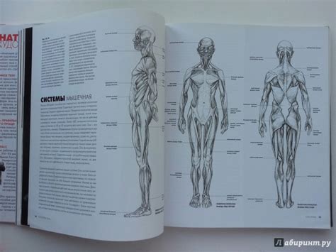 Книга: Анатомия для художников - Сара Симблет. Купить книгу, читать ...