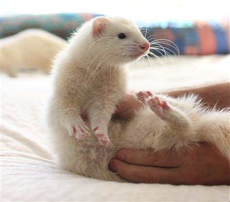 White Ferret