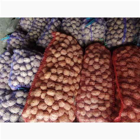 Продам семенную картошку, Ривьера — Agro-Ukraine