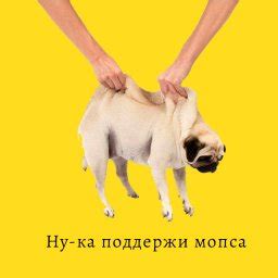 Как появился, откуда пошёл мем «держи жабу» — Желтая пояснительная Бригада