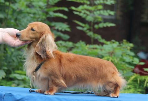 DANIELLO Dachshunds (Miniature Long-Haired) - Puppy Choices