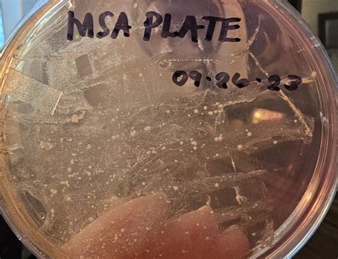 Solved if there was growth on the MSA plate, describe it, | Chegg.com