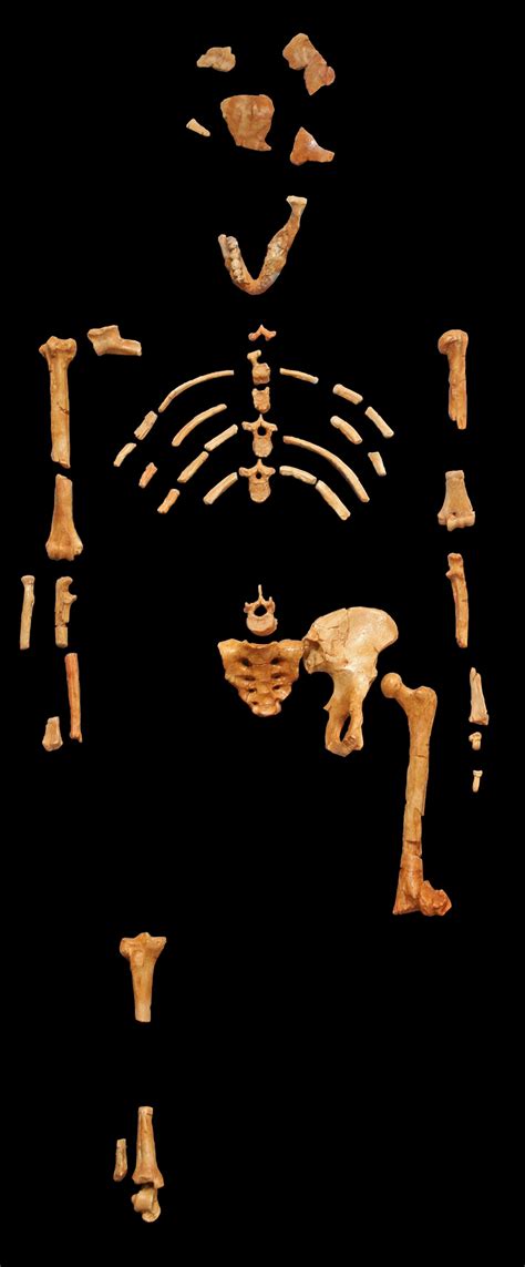 Lucy, Australopithecus afarensis