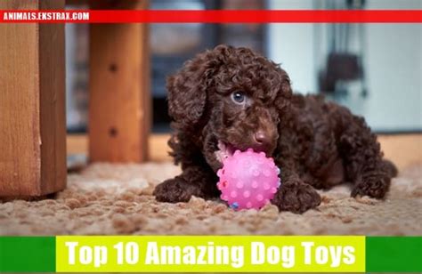 Top 10 Amazing Dog Toys