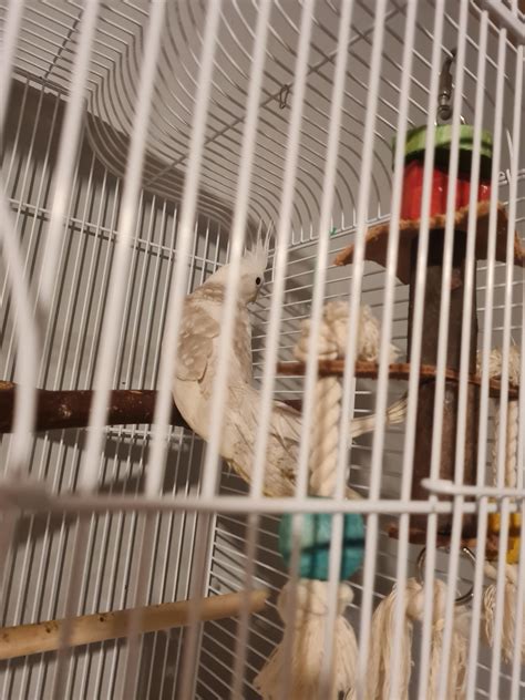 tips for cockatiel smelly fast 6