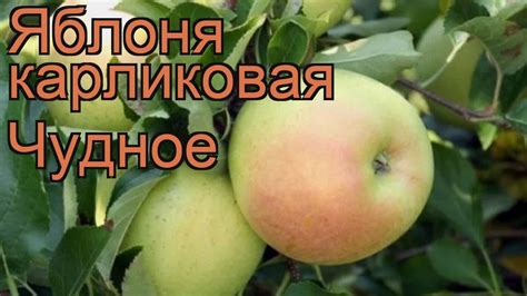Яблоня карликовая Чудное (malus chudnoe) 🌿 яблоня Чудное обзор: как ...
