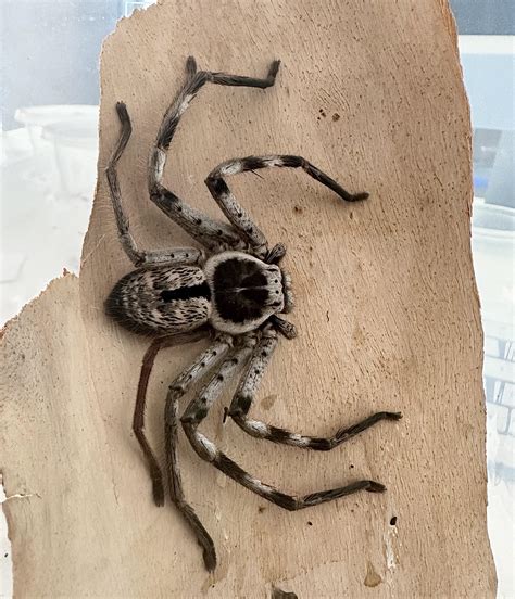 The huntsman I took home on the train with me is starting to fatten up ...