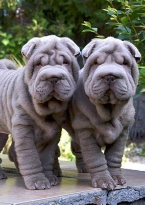 Pair Of Shar Pei Pictures, Photos, and Images for Facebook, Tumblr ...