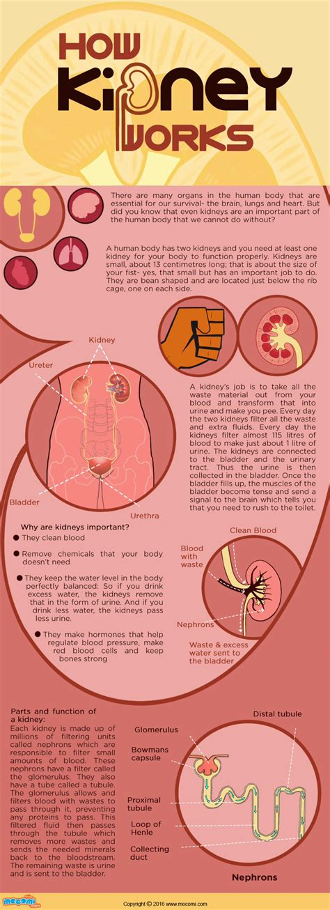 (PDF) How do Kidneys Work? – Mocomi Kids - DOKUMEN.TIPS