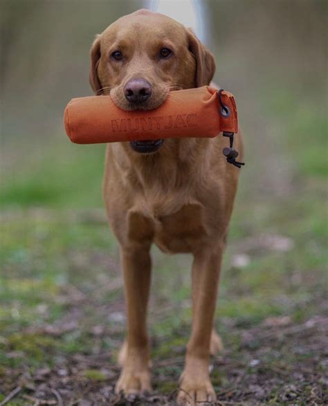 Gundog Dummies | Muntjac Trading