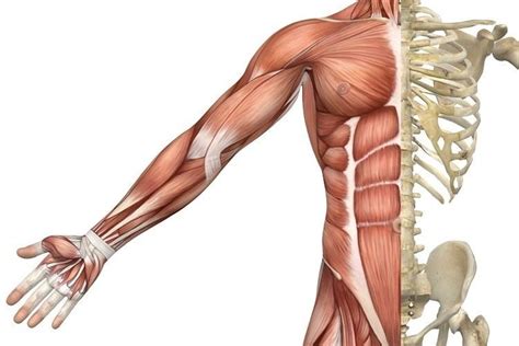 Muscle types | Skeletal muscle, Body anatomy, Human anatomy drawing