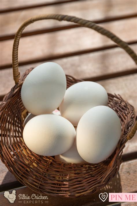 A complete guide to silkie chicken eggs – Artofit