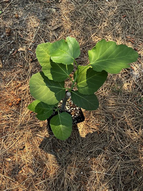 how long does it take for a fig to ripen