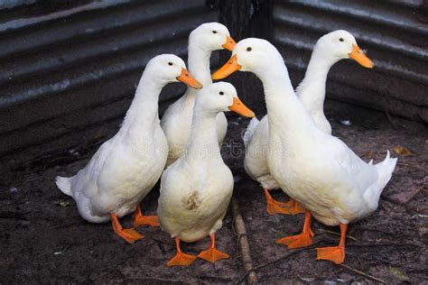 White Duck Farm stock image. Image of decoration, holiday - 102185965