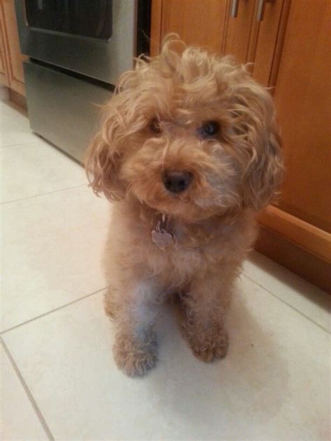 Apricot maltipoo | Puppy love, Furry friend, Maltipoo