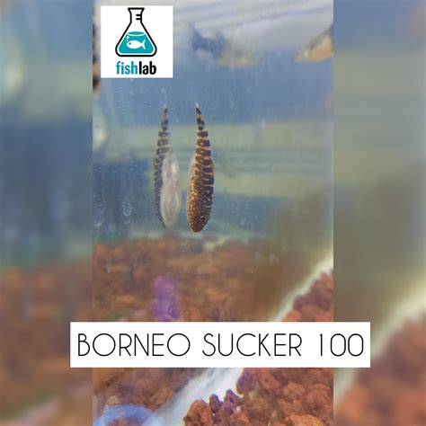 fishlab - ‼️BORNEO SUCKER Spotted Borneo Sucker...