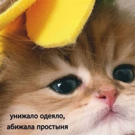 Пин от пользователя Пинер на доске МЯу | Мемы, Смешные комплименты ...